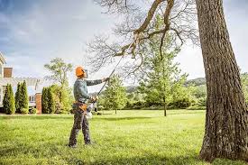 How Our Tree Care Process Works  in Edgewater, FL